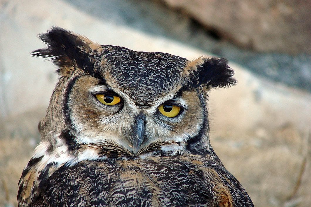 Teasdale the owl posing for the camera at the Draper Museum's Greater Yellowstone Raptor Experience.