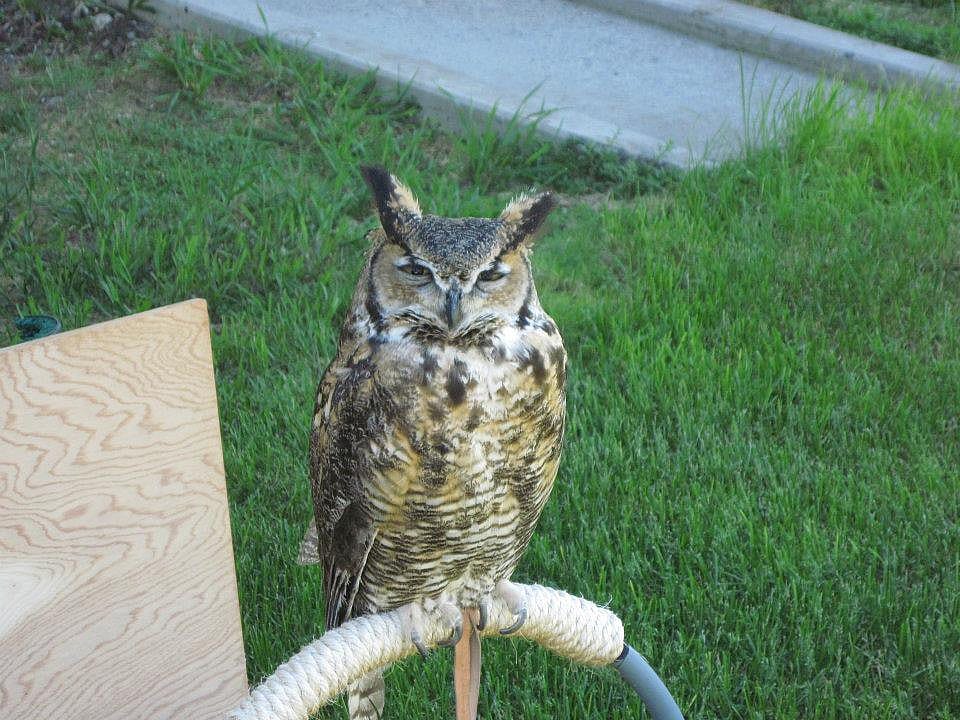Teasdale the owl doesn't like children.