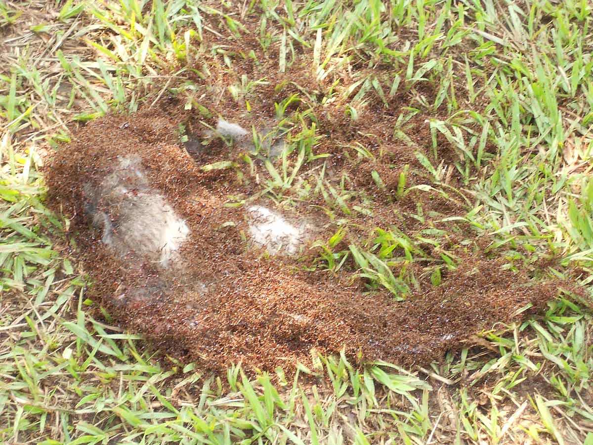 This is exactly what we want to avoid inside the mews. Ants up your pants are no fun whether you're human or a bird.
