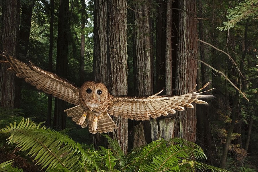 Northern Spotted Owl, California, 2009. Michael Nichols/National Geographic Stock