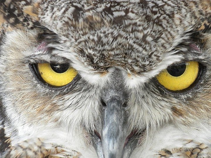 Teasdale, the Great Horned Owl at the Center of the West, glaring at the photographer's camera.
