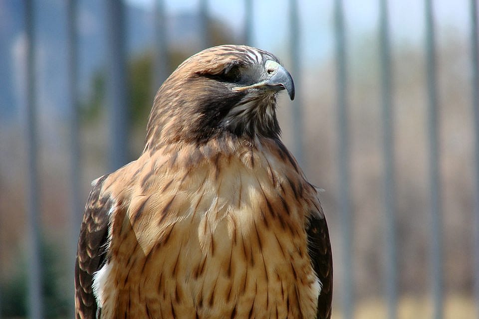 Isham In His Weathering Yard, Enjoying the Great Outdoors at the Buffalo Bill Center of the West