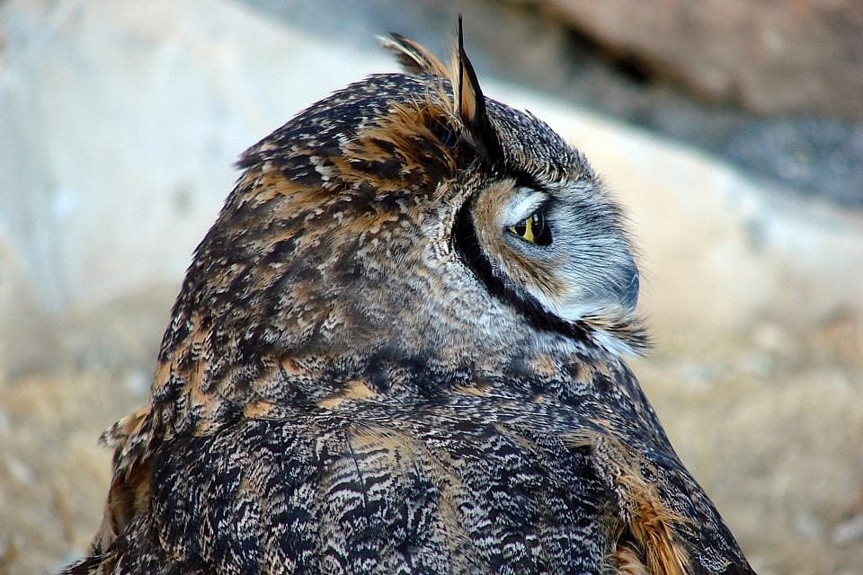 A profile shot of Teasdale, the Great Horned Owl at the Greater Yellowstone Raptor Experience