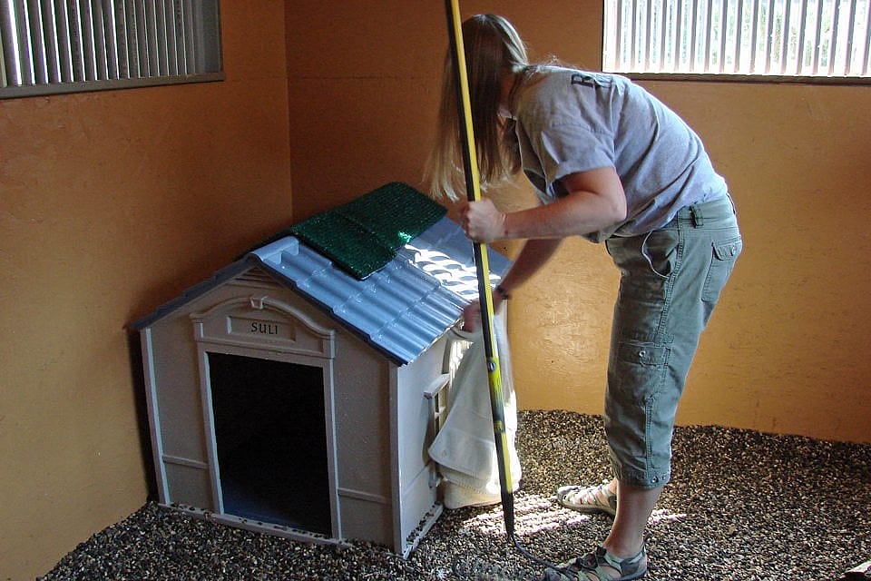 Melissa drying Suli’s house at the Greater Yellowstone Raptor Experience