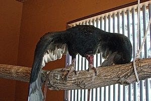 Suli on her swinging perch at the Greater Yellowstone Raptor Experience