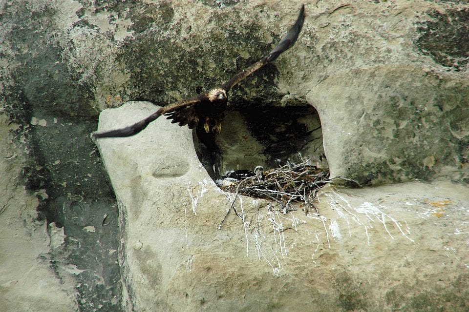 I took this photo one year during my nest observations. Notice the chick lying in the nest behind the parent.
