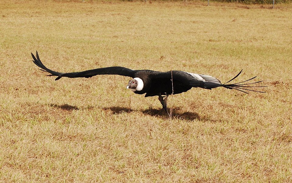 These birds are so large (weighing over 30 pounds for a large male) that they often glide very close to the ground.