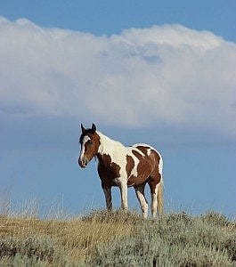 Lone horse