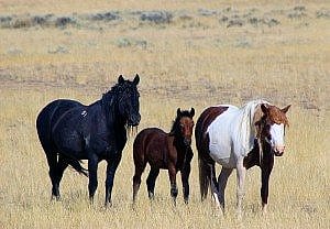Wild horse family