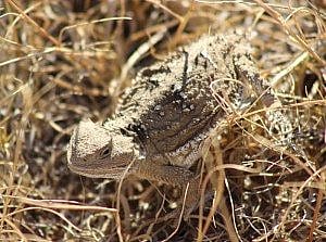 An unexpected critter watched the horses too: a horned toad
