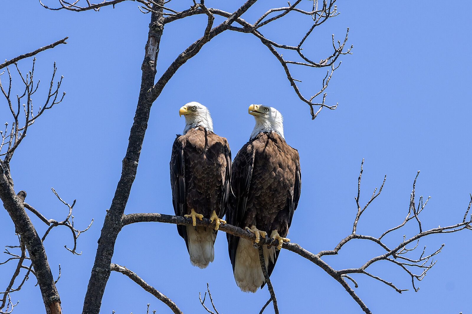 Male versus Female raptors: How do we know? - Buffalo Bill Center of ...