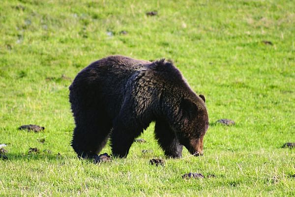 Yellowstone grizzly bear. Greater Yellowstone Sights and Sounds Archive photo.