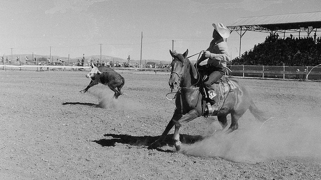 Cowboys heading and heeling steer at Stampede Rodeo, July 4, 1957. MS 089 Jack Richard Photograph Collection. PN.89.17.2972a.03.22