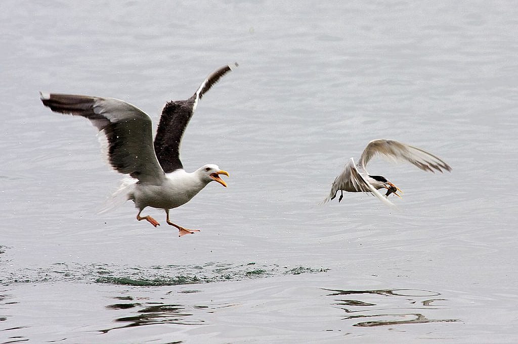 Western Seagull hoping to pirate a small fish from an Elegant Tern