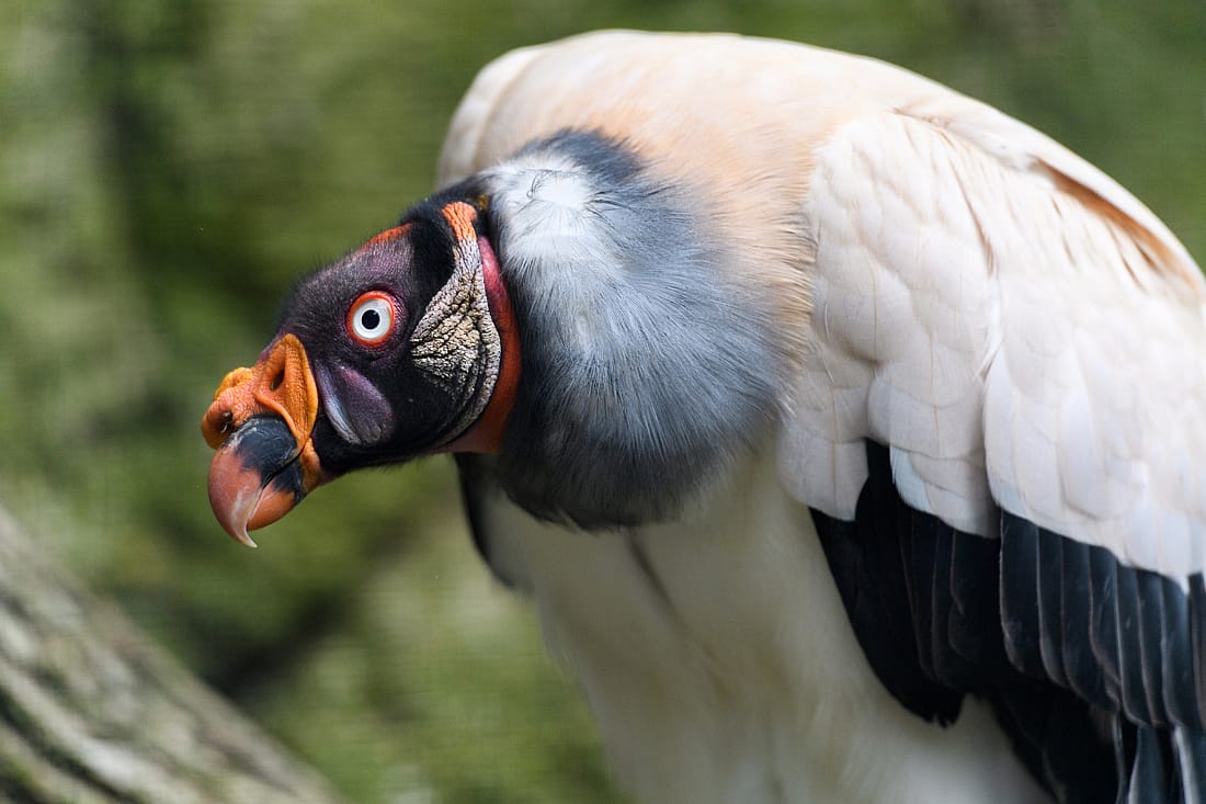 Vultures can be beautiful, as exemplified by the colors on the face of the King Vulture.