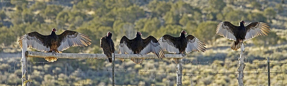 Turkey Vultures perched wings outspread to bake off bacteria and warm up.