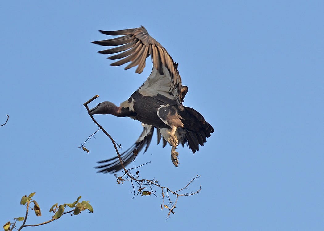 Vultures may vary in behavior, but all vultures world wide kill diseases.