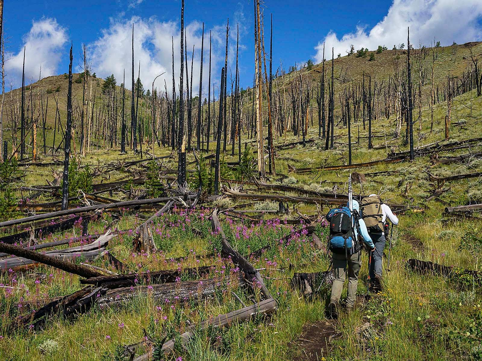 Two people hiking through previously burned forest.
