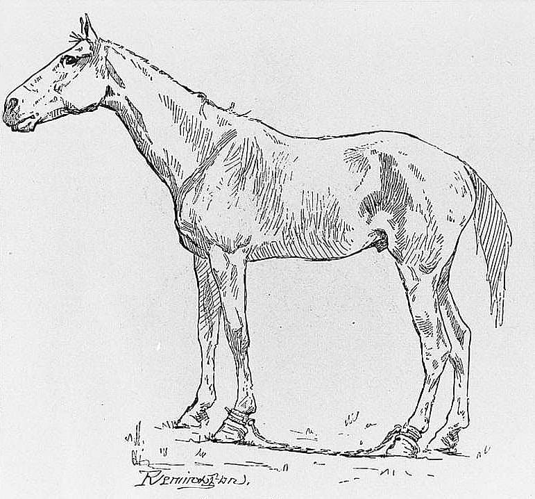 A "Side-Lined" Horse