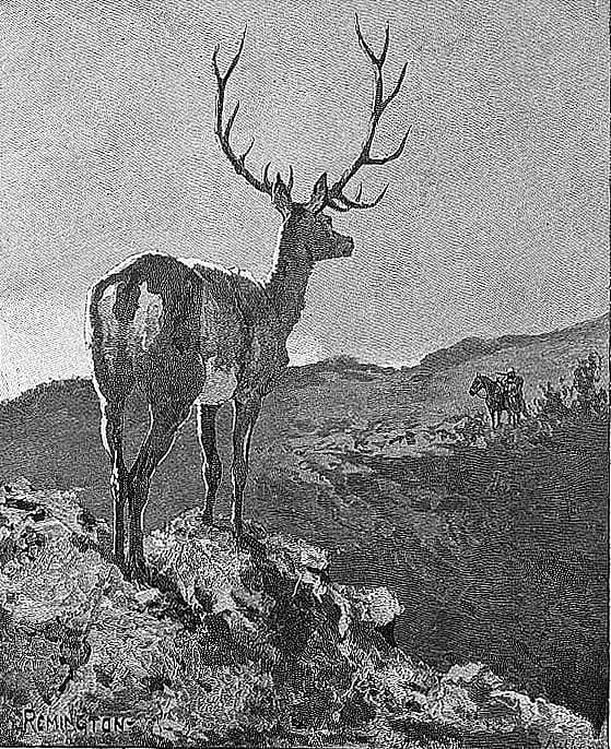 An Elk
