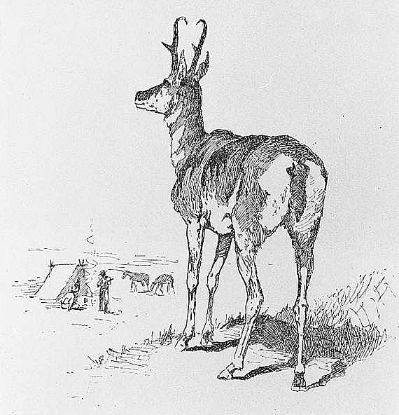 A Prong-Horn Buck Visits Camp