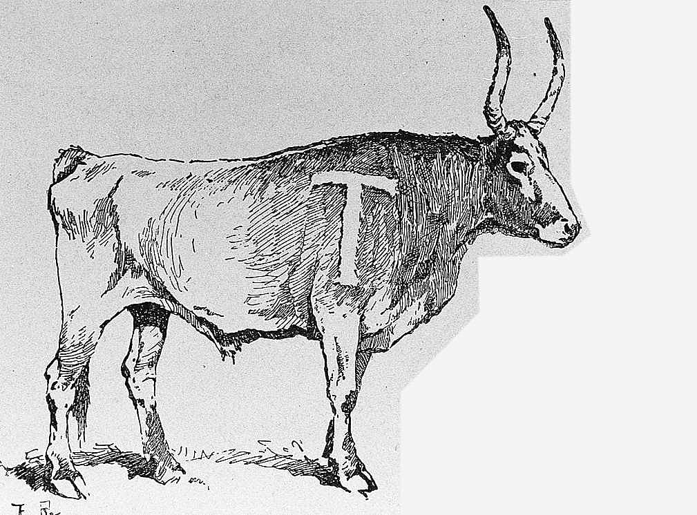 Untitled (Ranch Life and the Hunting-Trail, initial-piece for letter T, branded on long-horn)