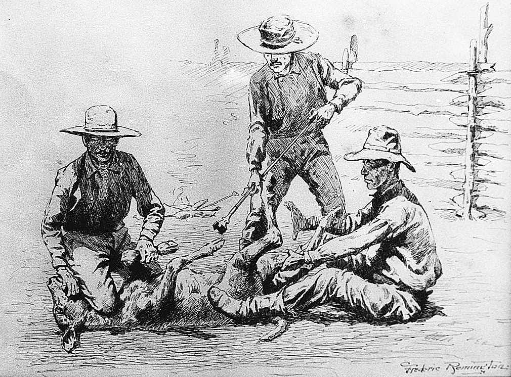 Branding a Calf
