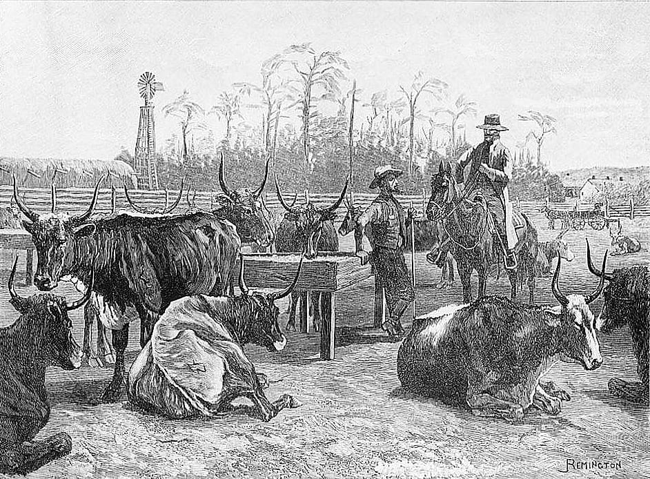 Texan Cattle in a Kansas Corn Corral
