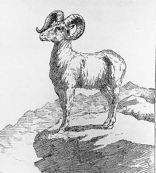 The American Big Horn, or Rocky Mountain Sheep