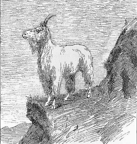 Rocky Mountain Goat