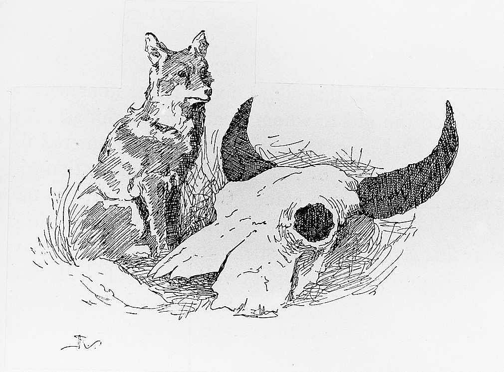Untitled ("Buffalo Hunting," tailpiece, coyote with buffalo skull)