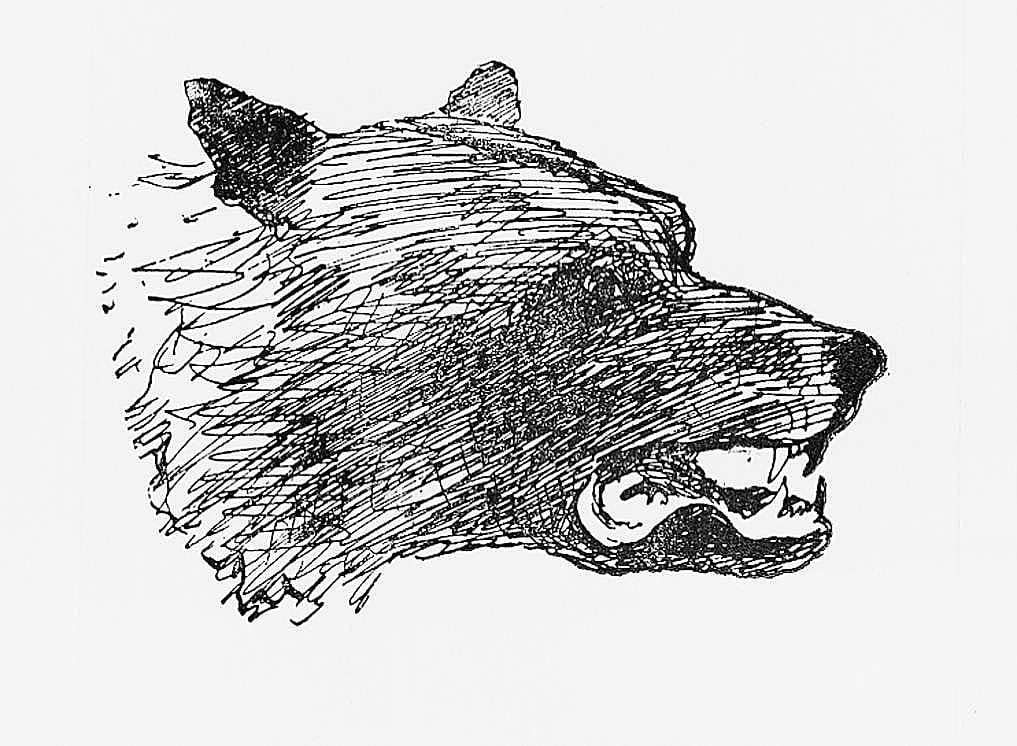 Bear