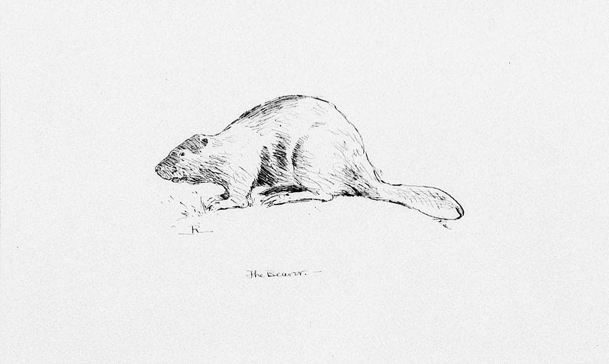 Beaver
