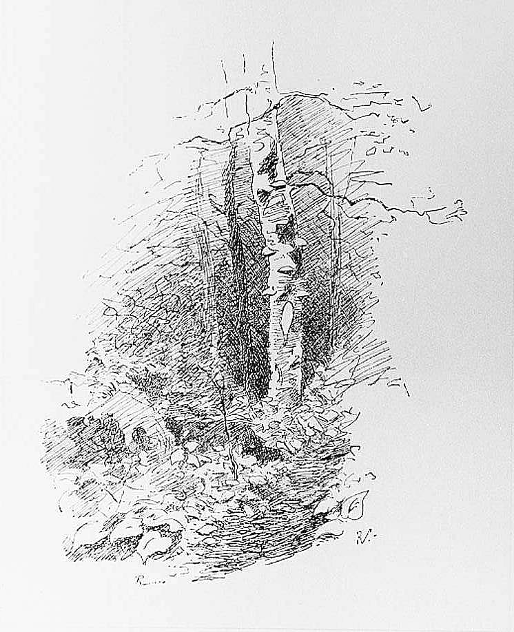 Birch-Trees