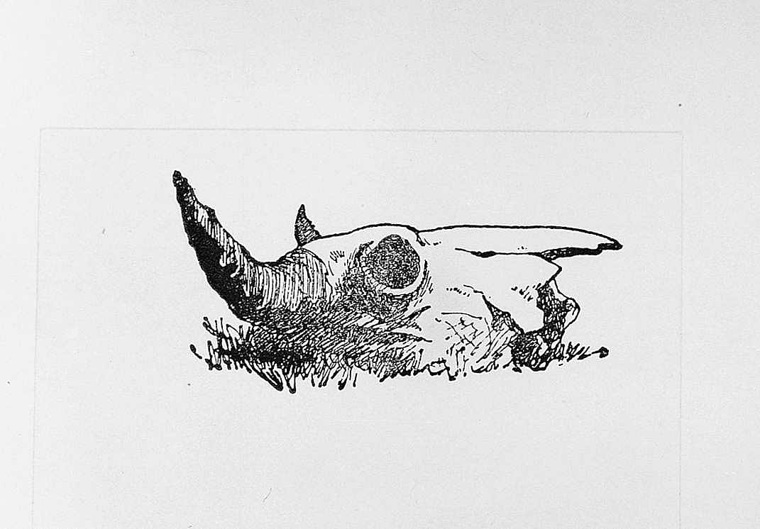 Buffalo Skull