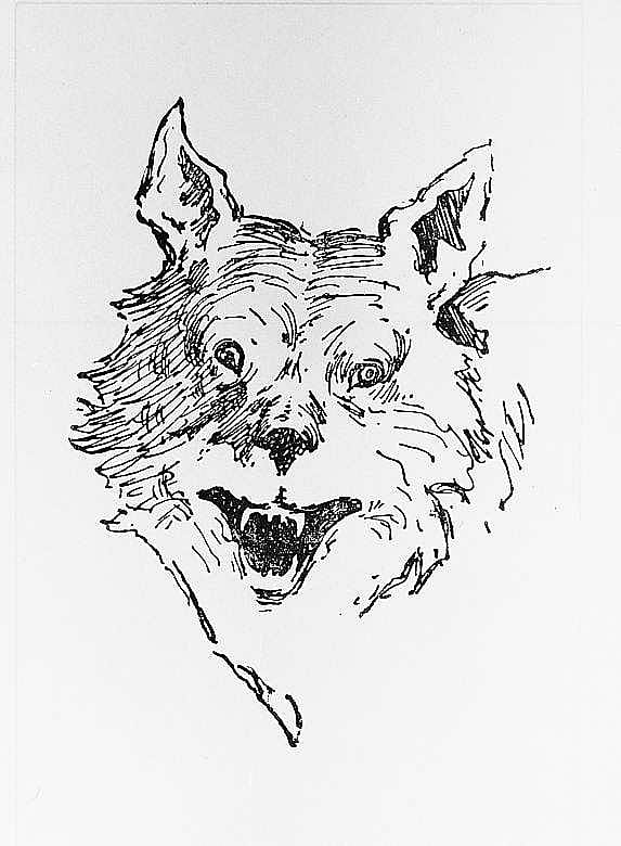 Coyote