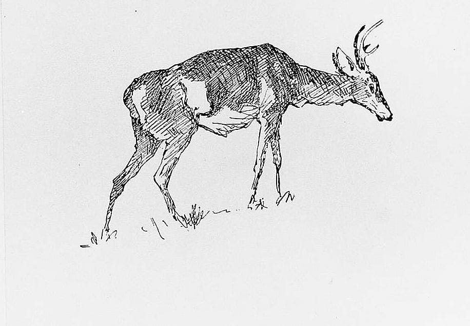 Deer