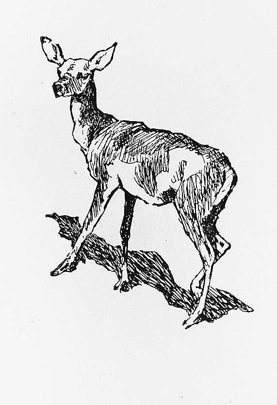 Deer