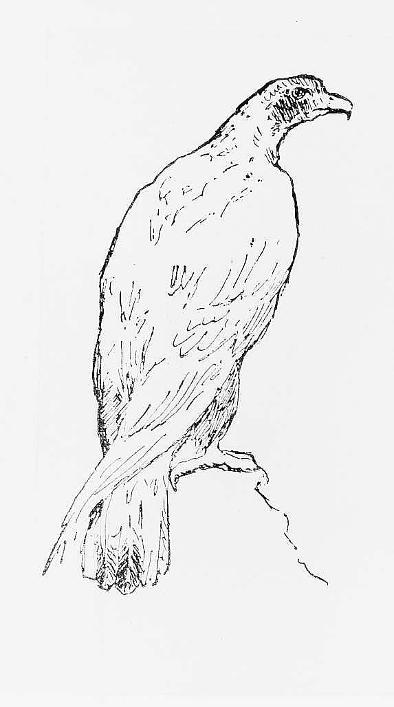 Eagle