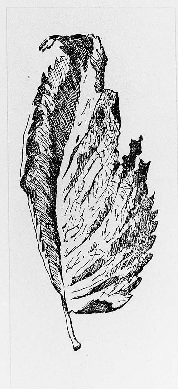 Elm Leaf, 1889