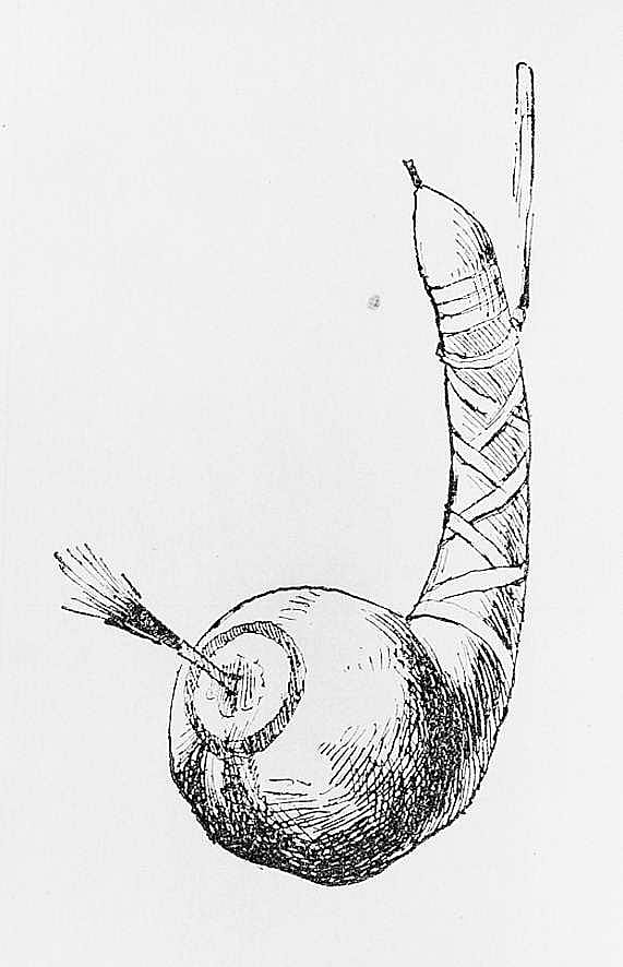 Gourd Rattle