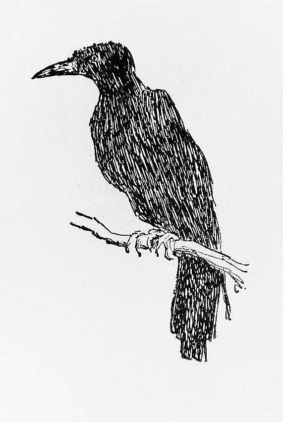 Raven