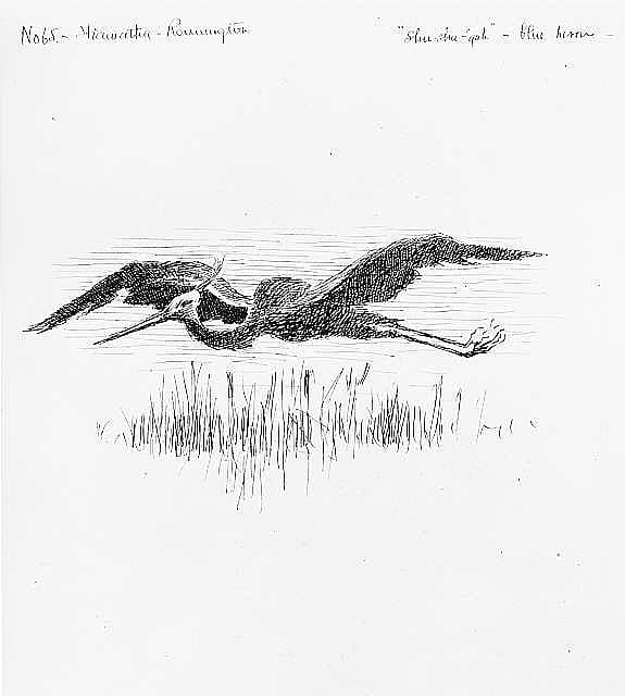 Shuh-Shuh-Gah, Blue Heron