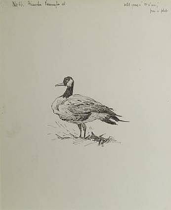 Wild Goose