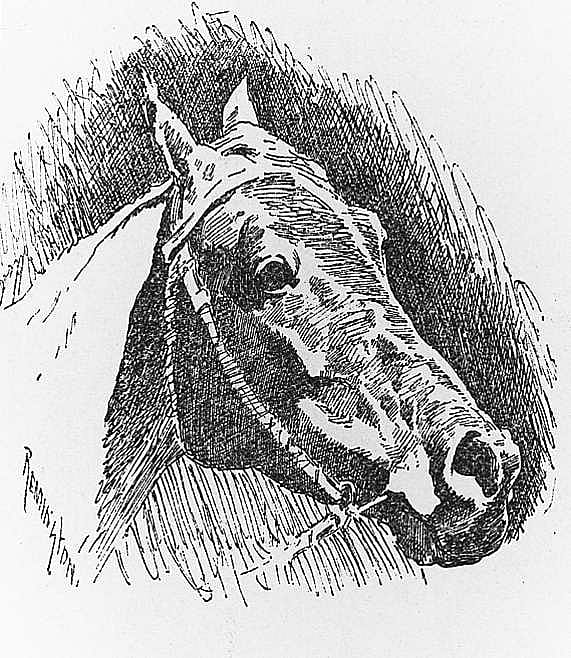 Untitled ("The New York Horse Show of 1890," head of horse)