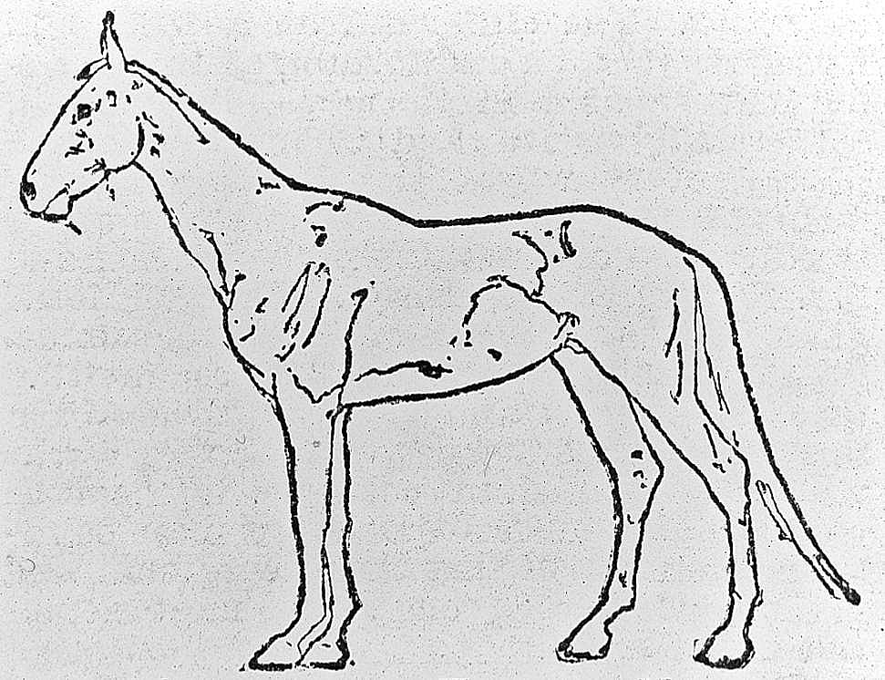 An American Trotting Horse