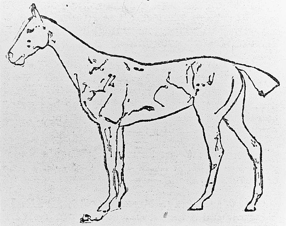 A Thoroughbred Runner