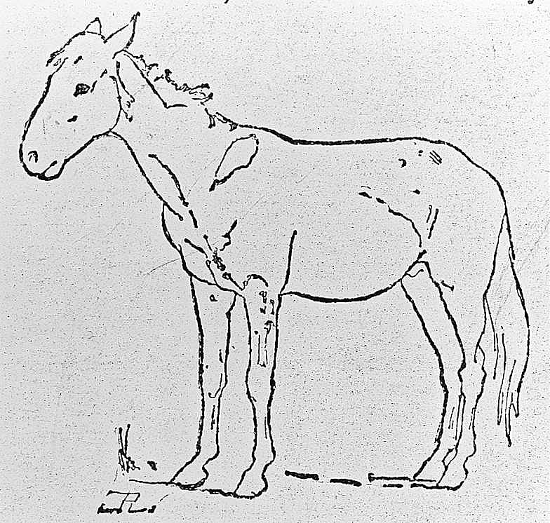 The Western Pony