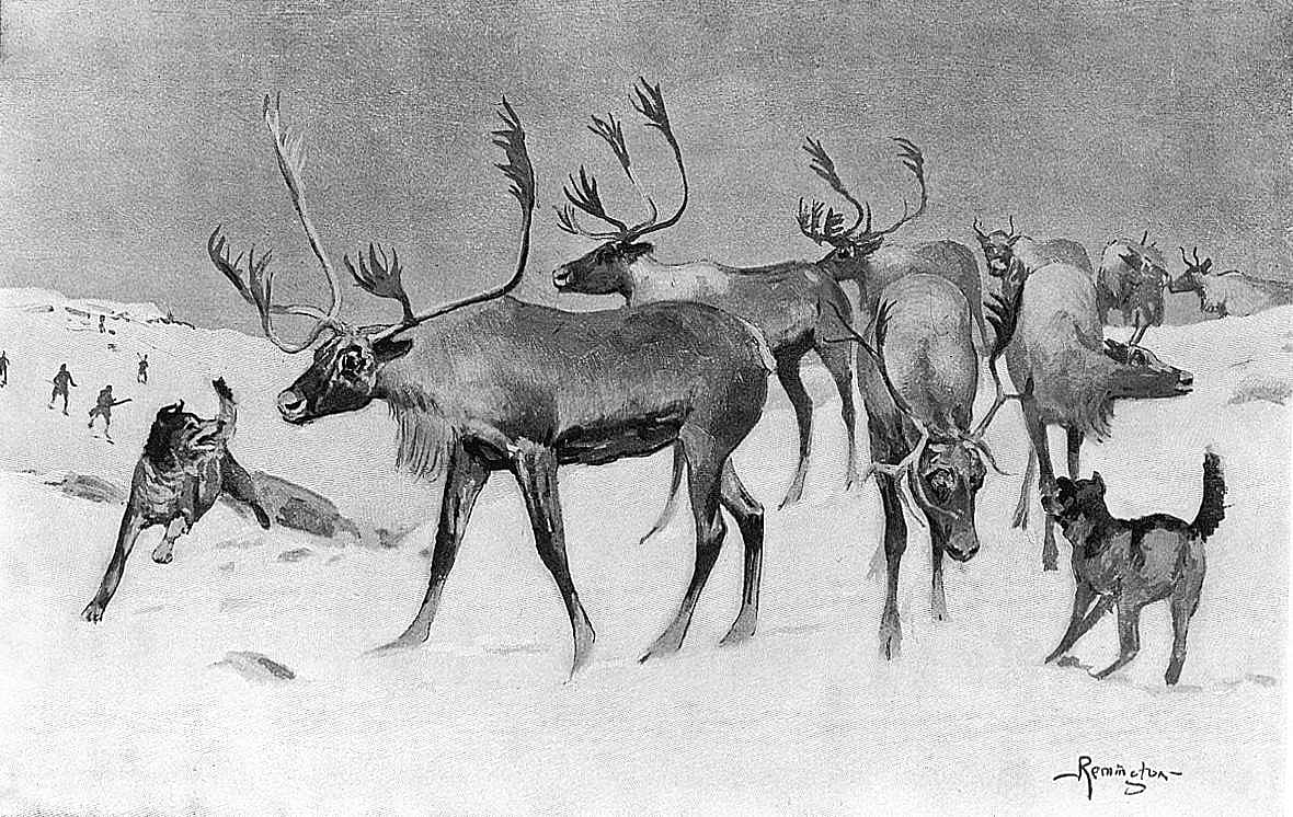 Barren Ground Caribou