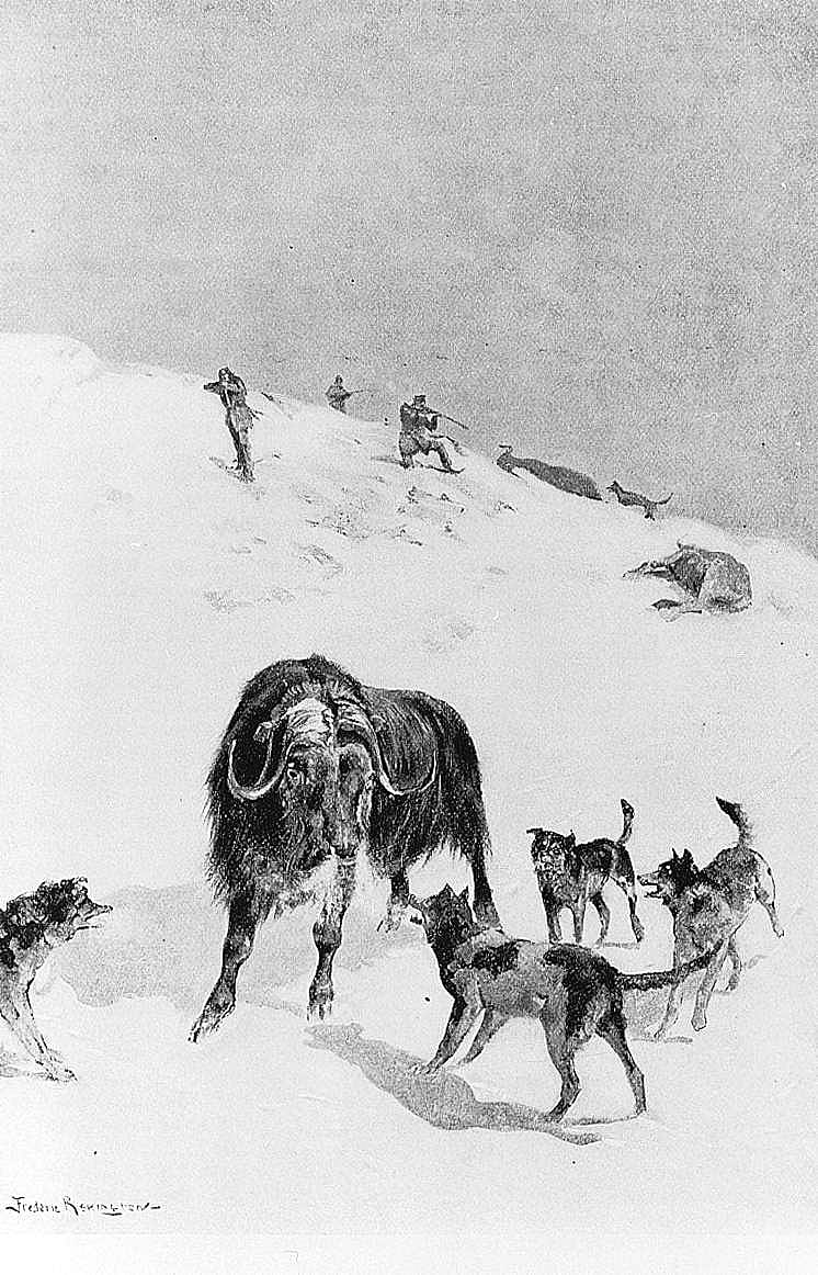 Musk-Ox at Bay